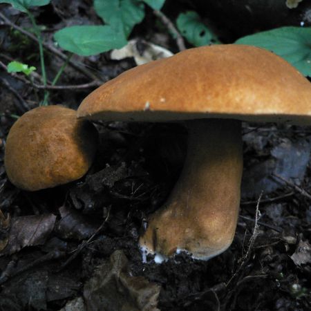 Boletus crocipodius